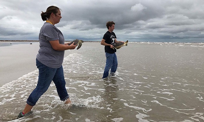 UT Marine Scientists to Relocate Temporarily to Texas A&M’s Corpus Christi Campus