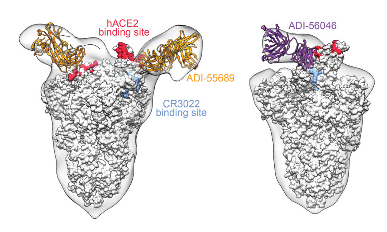 Antibodies from a SARS Patient Could Help Fight Coronaviruses Now and in the Future