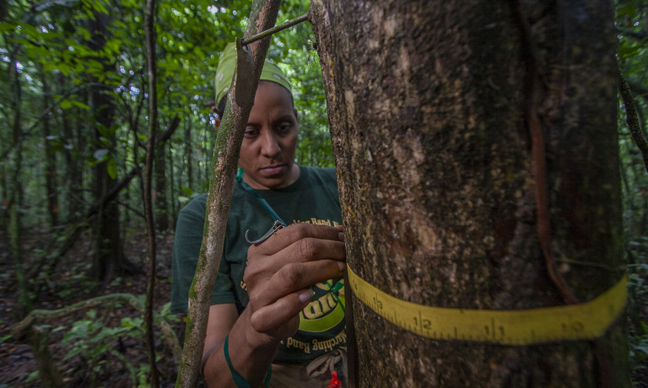 Long-Living Tropical Trees Play Outsized Role in Carbon Storage