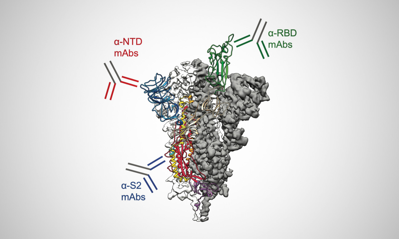 Our Immune Systems Blanket the SARS-CoV-2 Spike Protein with Antibodies