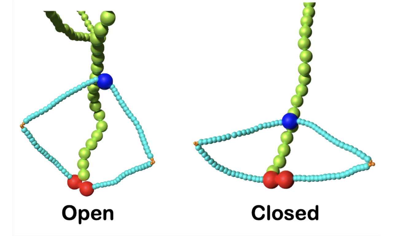 New Model Reveals How Chromosomes Get Packed Up