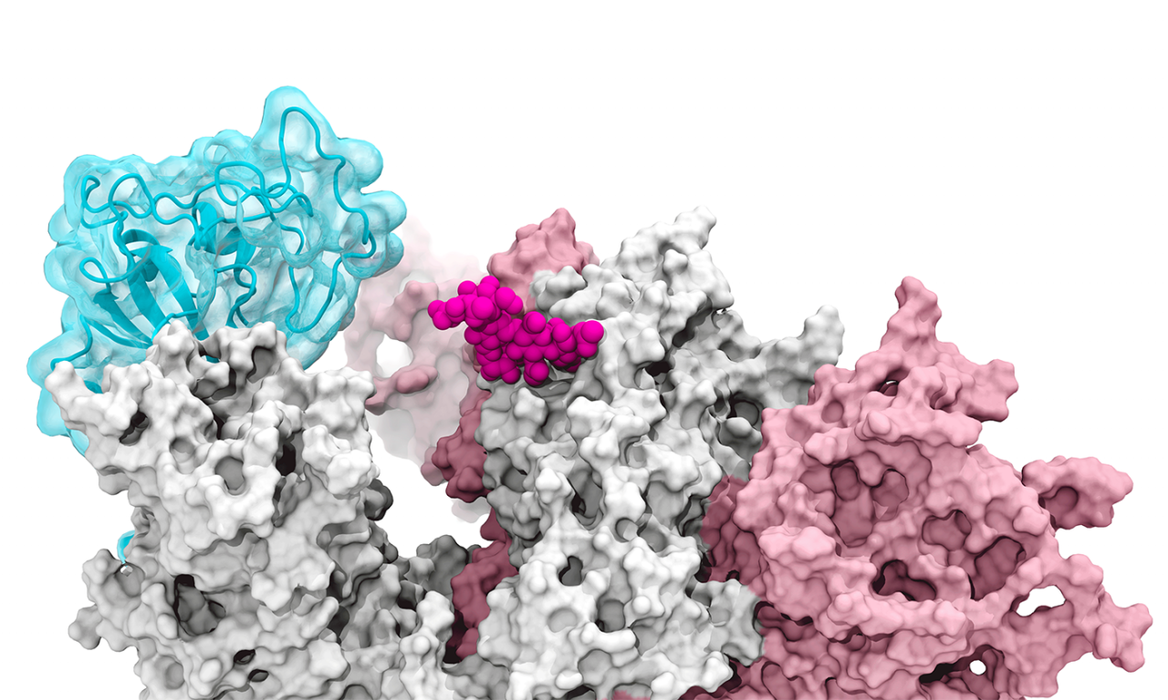 Simulation Reveals How a SARS-CoV-2 ‘Gate’ Opens to Allow COVID Infection