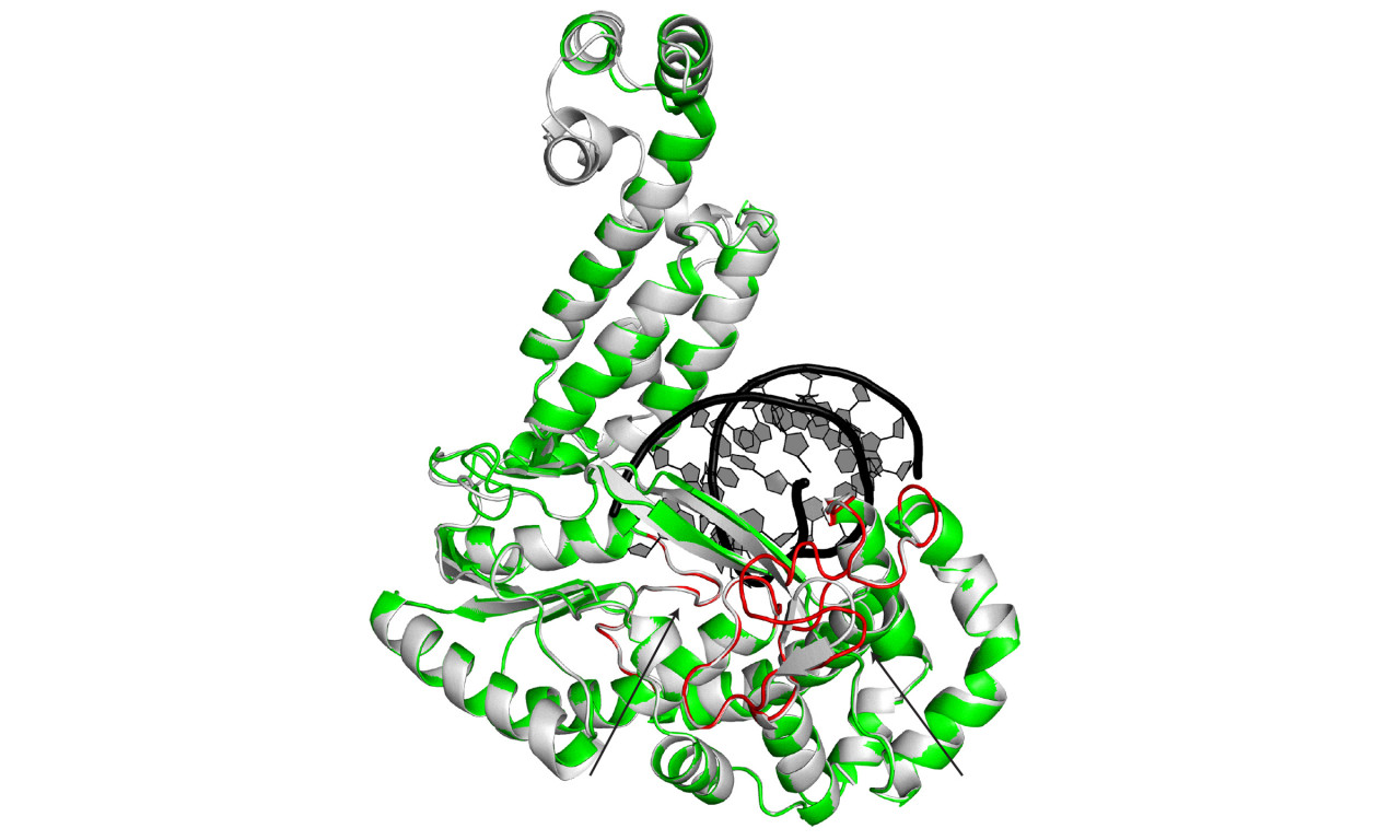 Potential New Drug Target Could Boost Effectiveness of Chemotherapy Drugs