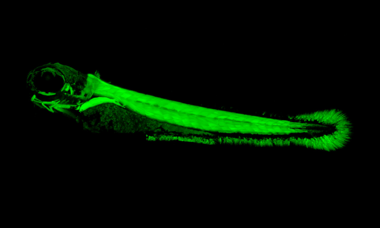 How Electric Fish Were Able to Evolve Electric Organs