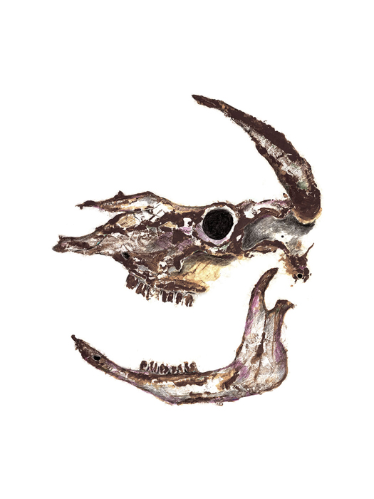 Cow Skull