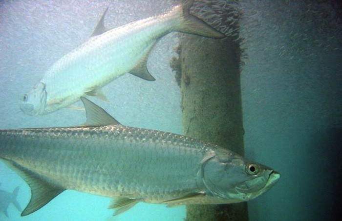 Scales Can Tell a Tarpon's Tale