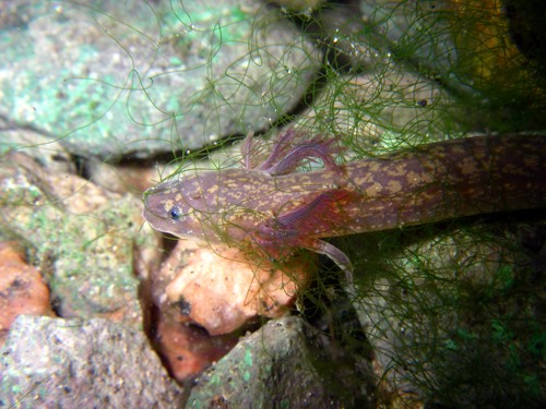 Novel Method Reveals Diet of Endangered Barton Springs Salamander