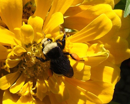 Bumblebees Do Best Where There Is Less Pavement and More Floral Diversity