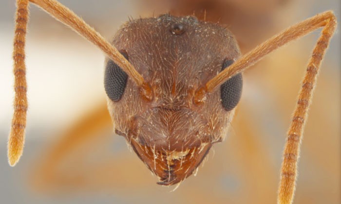 Texas Invasive Species Program Established at Brackenridge Field Lab