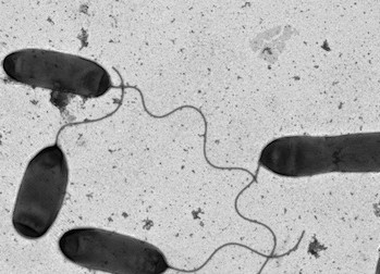 50-Year Cholera Mystery Solved by Scientists at The University of Texas at Austin