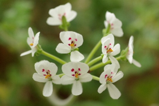 Biologist Uses Supercomputer to Study Fast Evolving Geraniums