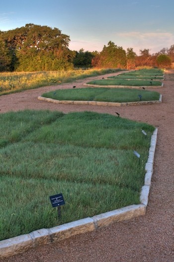 Lawn of Native Grasses Beats Traditional Lawn for Lushness and Weed Resistance