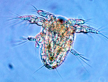 copepod-nauplius