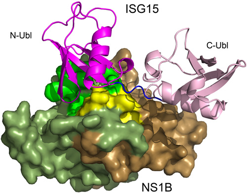 influenza image-500w