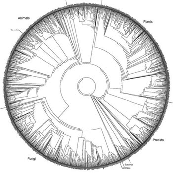 phylogenetic tree