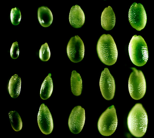 seed-size-arabidopsis-web